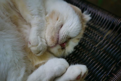 Close-up of cat sleeping