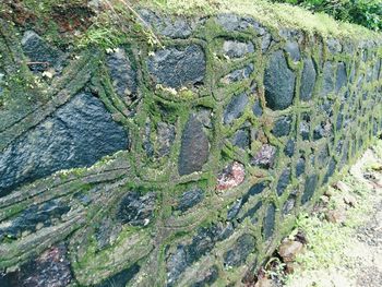 High angle view of lichen on moss