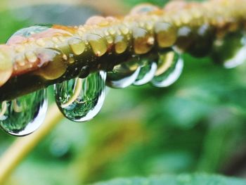 Close-up of raindrops on green leaf