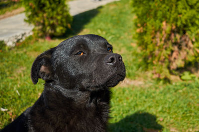 Close-up of a dog looking away