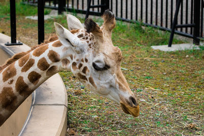 Close-up of giraffe in zoo