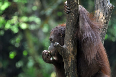 Orangutan in a forest