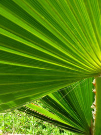 Close-up of palm leaf