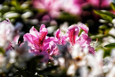 Close-up of pink cherry blossom