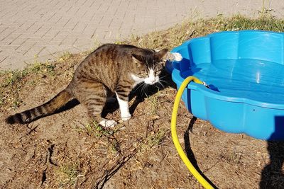 High angle view of a cat drinking water