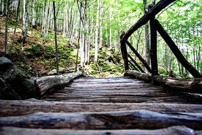 Road passing through forest