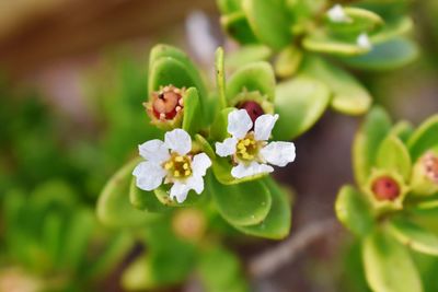 Close-up of white flowering plant