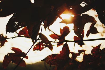 Low angle view of autumnal leaves against trees