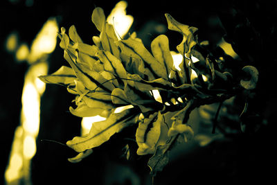 Close-up of yellow flowers against black background