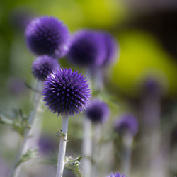 Close-up of fresh purple flowers blooming outdoors