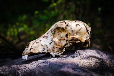 Close-up of animal skull on rock