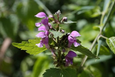 plant