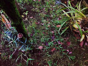 High angle view of plants growing on field