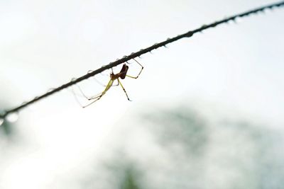 Close-up of insect