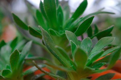 Close-up of plant