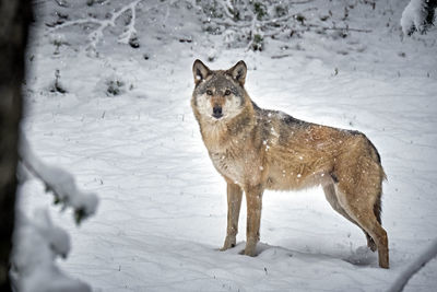 Full length of a dog in snow