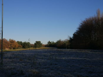 Trees growing on field against clear blue sky