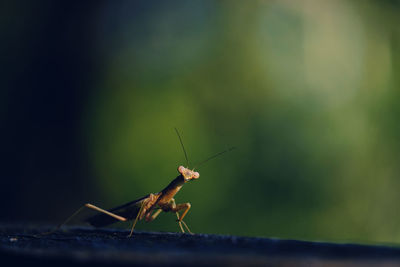 Close-up of praying mantis on surface
