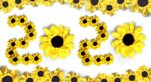 Full frame shot of yellow flowering plants