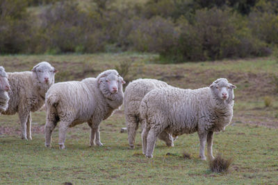 Sheep standing in a field
