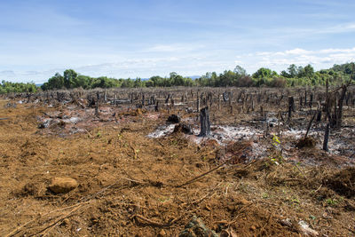 Cut trees and burnt down forest for agriculture, slash and burn as seen in the amazon brazil