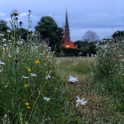 Scenic view of flowering plants on field against sky