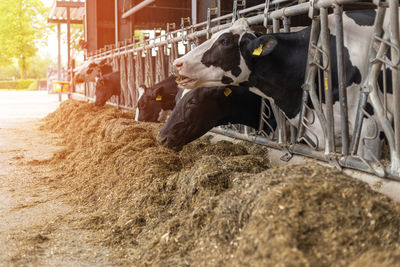 Close-up of cow