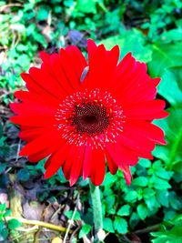 Close-up of red flower blooming outdoors