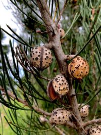 Close-up of seed pod on plant