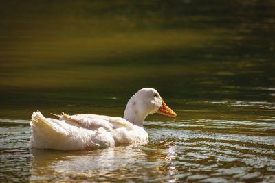 Swan swimming in a lake