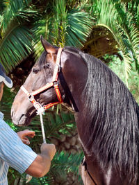 Side view of man holding horse standing at barn