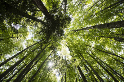 Low angle view of trees in forest