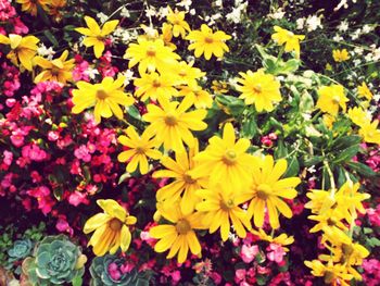 Close-up of yellow flowers