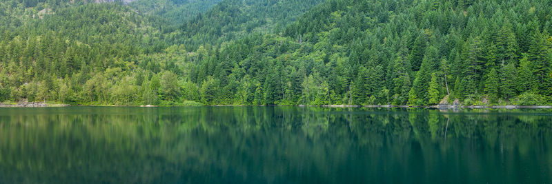 Scenic view of lake in forest