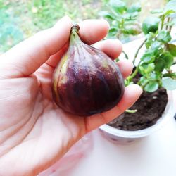 Close-up of hand holding fruit