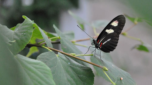 Close-up of butterfly on plant