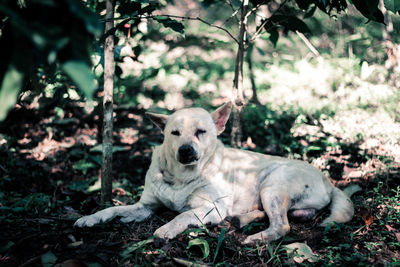 Portrait of a dog relaxing on field