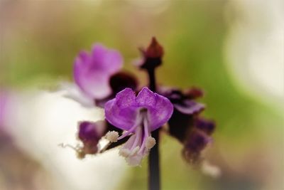 Close-up of purple flower blooming outdoors