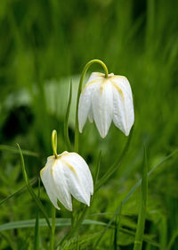 Close-up of white flowering plant