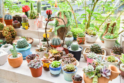 High angle view of potted plants at yard