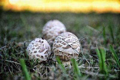 Close-up of grassy field