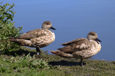 Ducks on a field