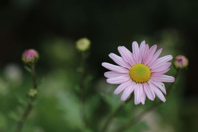 Close-up of purple flower