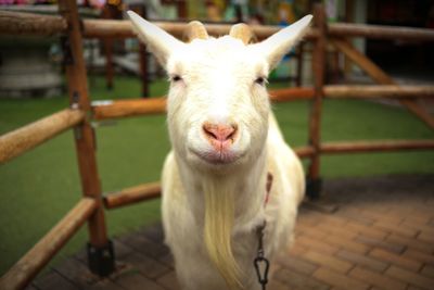 Portrait of a white goat