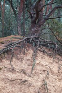 Dry leaf on tree trunk in forest