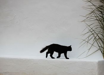 Black cat standing on snow during winter