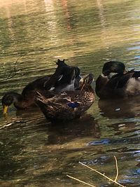 High angle view of ducks swimming in lake