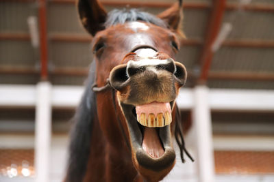 Portrait of horse in stable