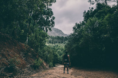 Rear view of man standing in footpath at forest