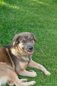 Dog looking away while sitting on grass